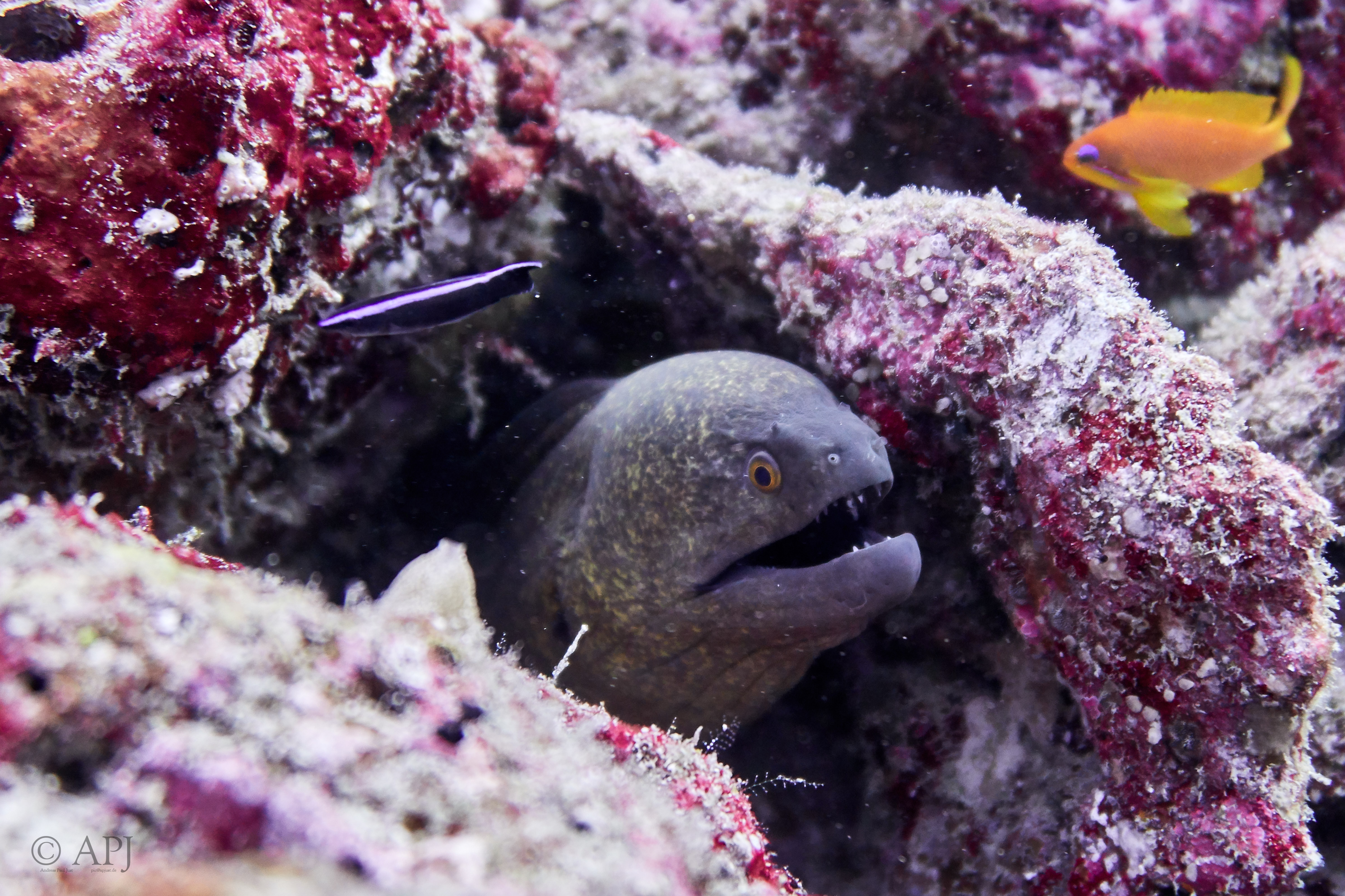 001977 16 08 17  Canon PowerShot G7 X Mark II   Malediven2017